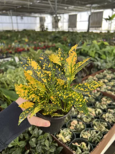 plant/Croton Gold Dust 4” pot Growers choice-4-thumbnail