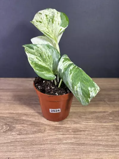 plant/Epipremnum Aureum Manjula Compacta 3” 2524-0-thumbnail