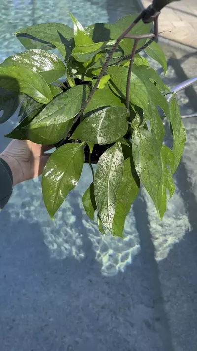plant/Baltic Blue Pothos in 6” HB-1-thumbnail