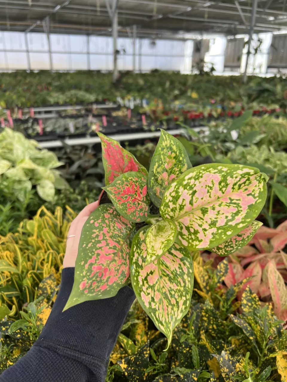 plant/Aglaonema Kumkoo 4” pot Growers choice-6