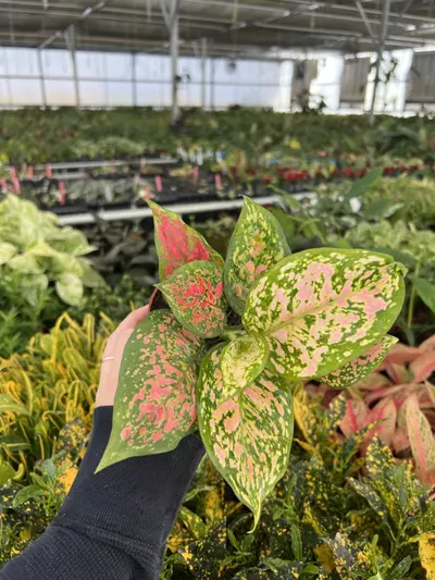 plant/Aglaonema Kumkoo 4” pot Growers choice-6-thumbnail