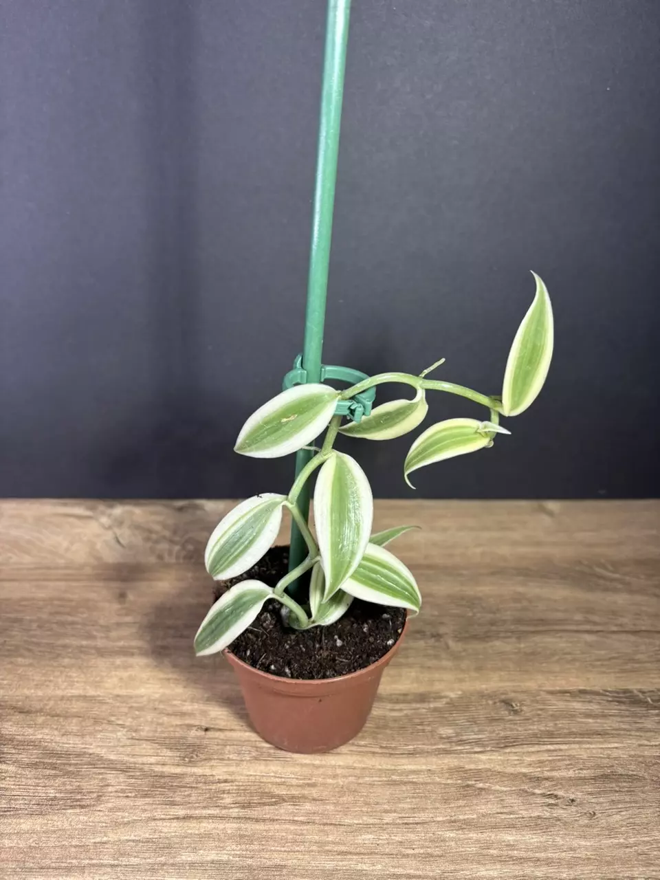 plant/Vanilla Planifolia Super Variegated 3” - grower’s choice-1