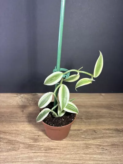 plant/Vanilla Planifolia Super Variegated 3” - grower’s choice-1-thumbnail