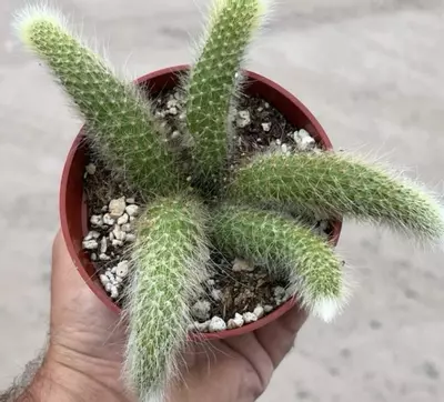 plant/Monkey Tail Cactus Plant in 4" pot (5 Tails per pot)-1-thumbnail
