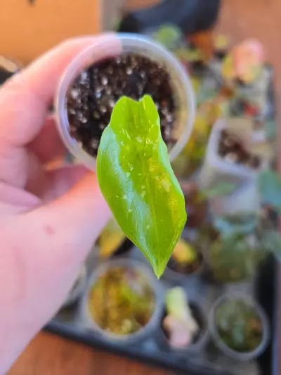 plant/Alocasia Shattered Glass pup-1-thumbnail