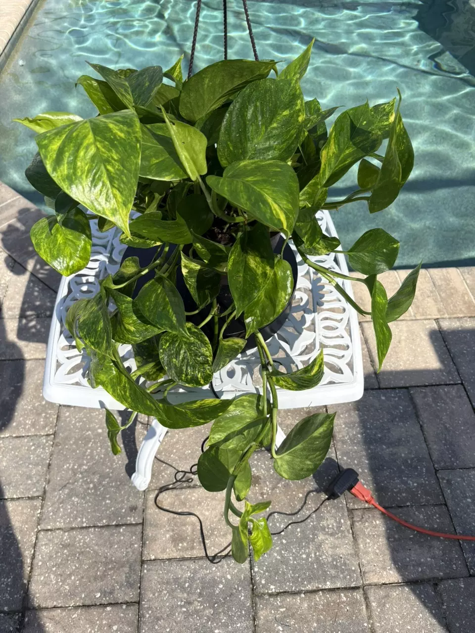 plant/Teruno Bumpy Pothos-0