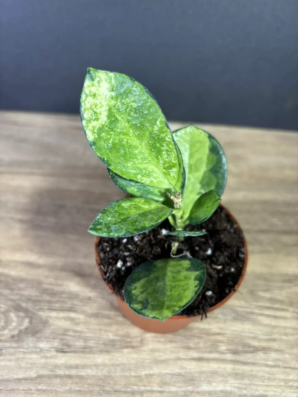 plant/Hoya Australis Lisa 4” 2526-1