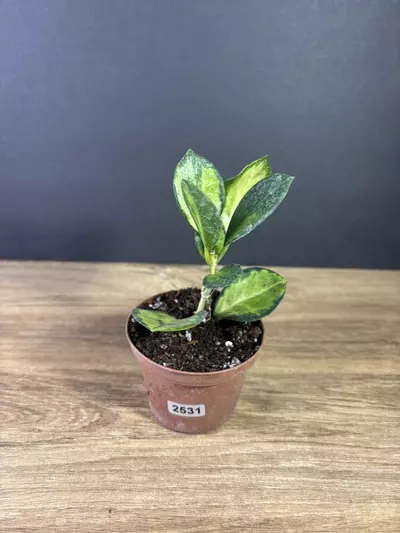 plant/Hoya Australis Lisa 3” 2531-0-thumbnail