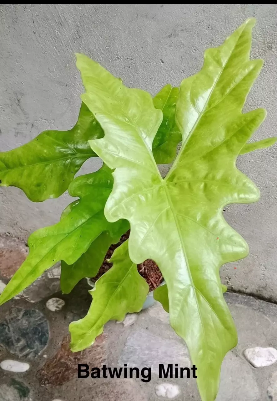 plant/Temu Batwing Mint Corm-0