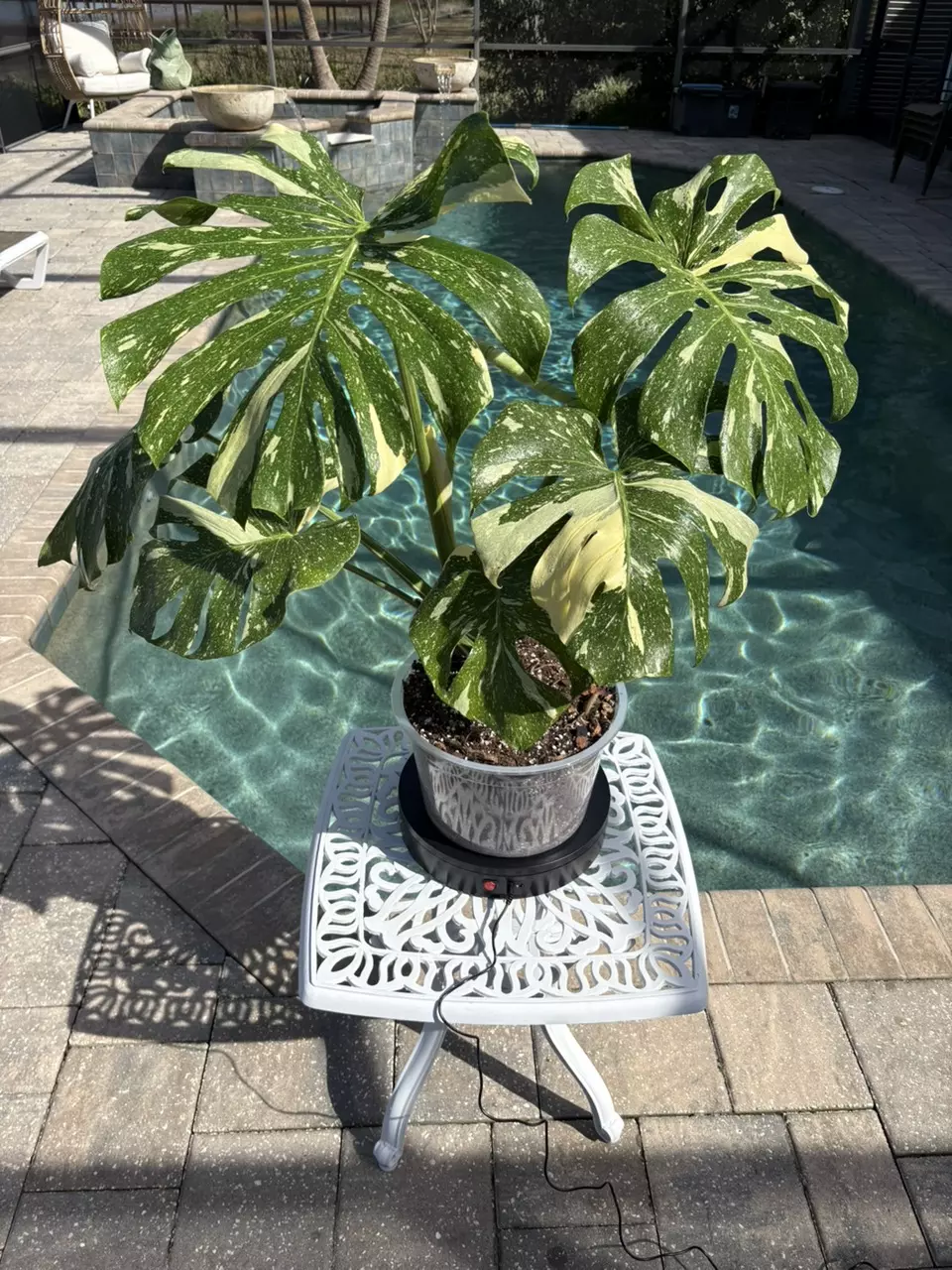 plant/Monstera Thai Constellation-0