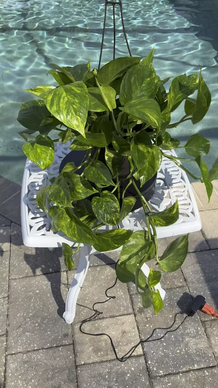 plant/Teruno Bumpy Pothos-4
