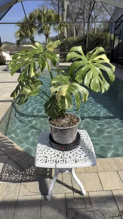 plant/Monstera Thai Constellation-1-thumbnail