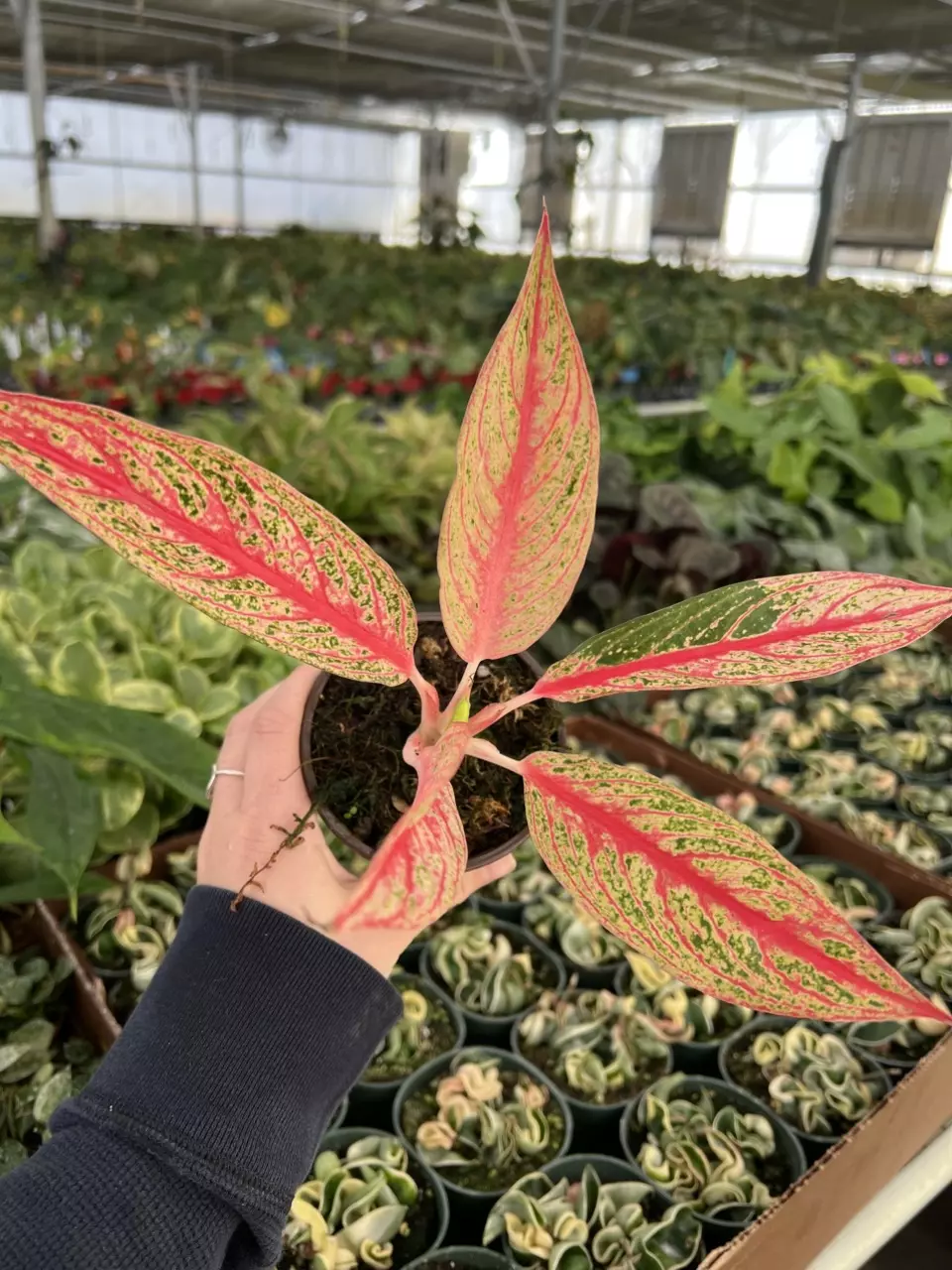plant/Aglaonema Red Legacy 4” pot Growers choice-6