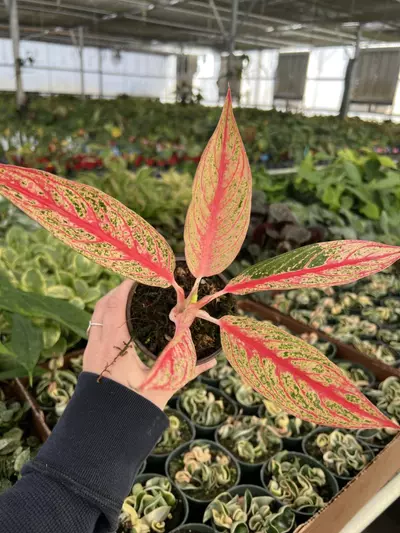 plant/Aglaonema Red Legacy 4” pot Growers choice-6-thumbnail