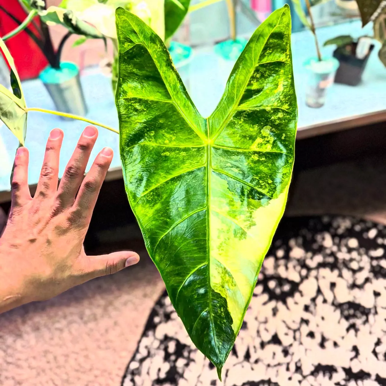 plant/Longi Aurea Corm-0