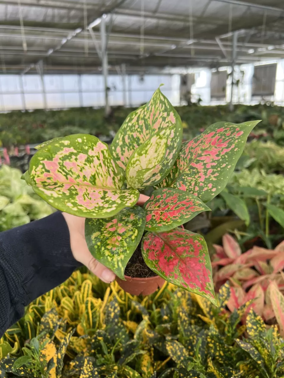 plant/Aglaonema Kumkoo 4” pot Growers choice-1
