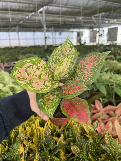 plant/Aglaonema Kumkoo 4” pot Growers choice-1-thumbnail