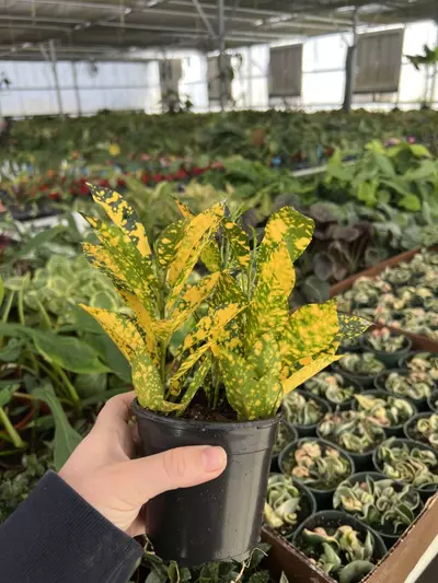 plant/Croton Gold Dust 4” pot Growers choice-5-thumbnail
