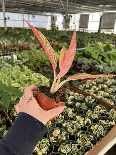 plant/Aglaonema Red Legacy 4” pot Growers choice-2-thumbnail