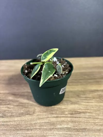 plant/Hoya Bella Variegated 3” 2022-1-thumbnail