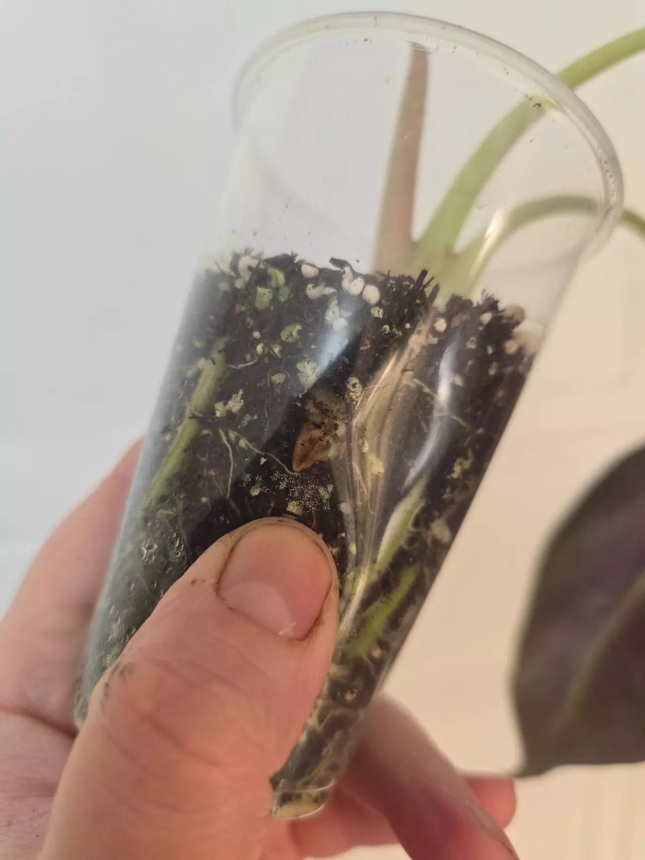 plant/Alocasia Mark Campbell - one large corm-1