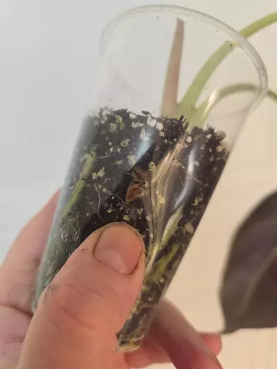 plant/Alocasia Mark Campbell - one large corm-1-thumbnail