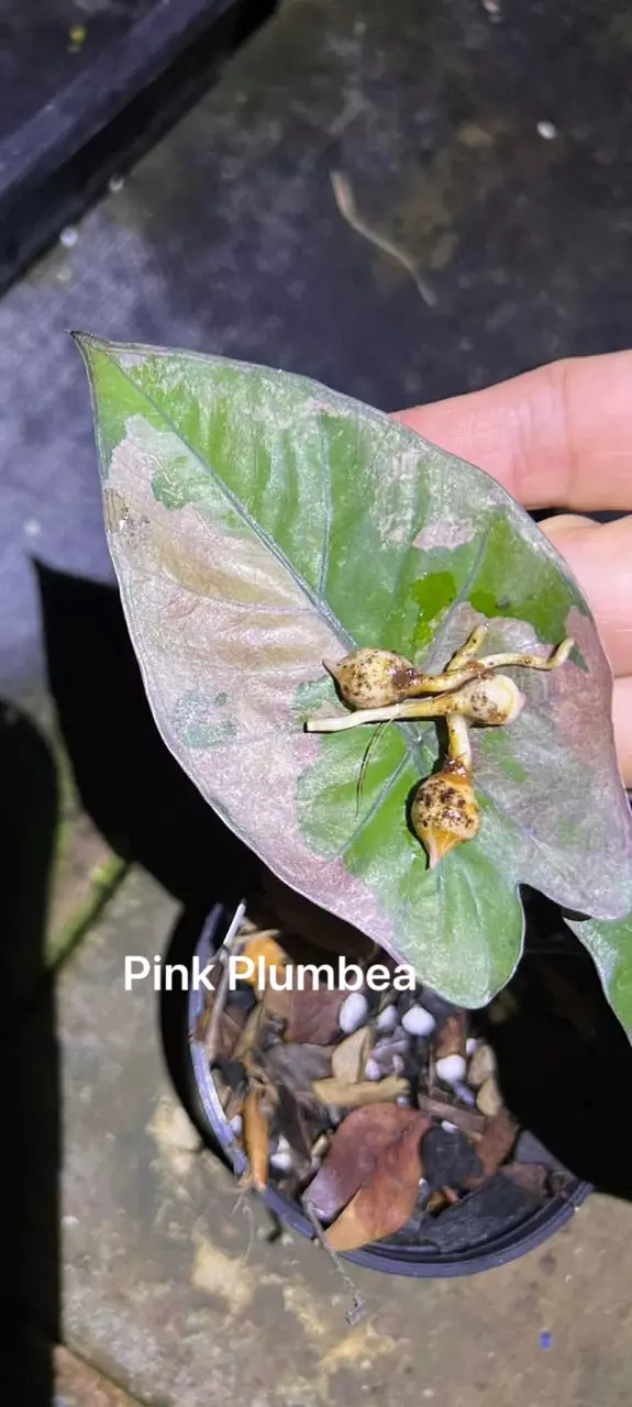 plant/Pink Plumbea Corm-0