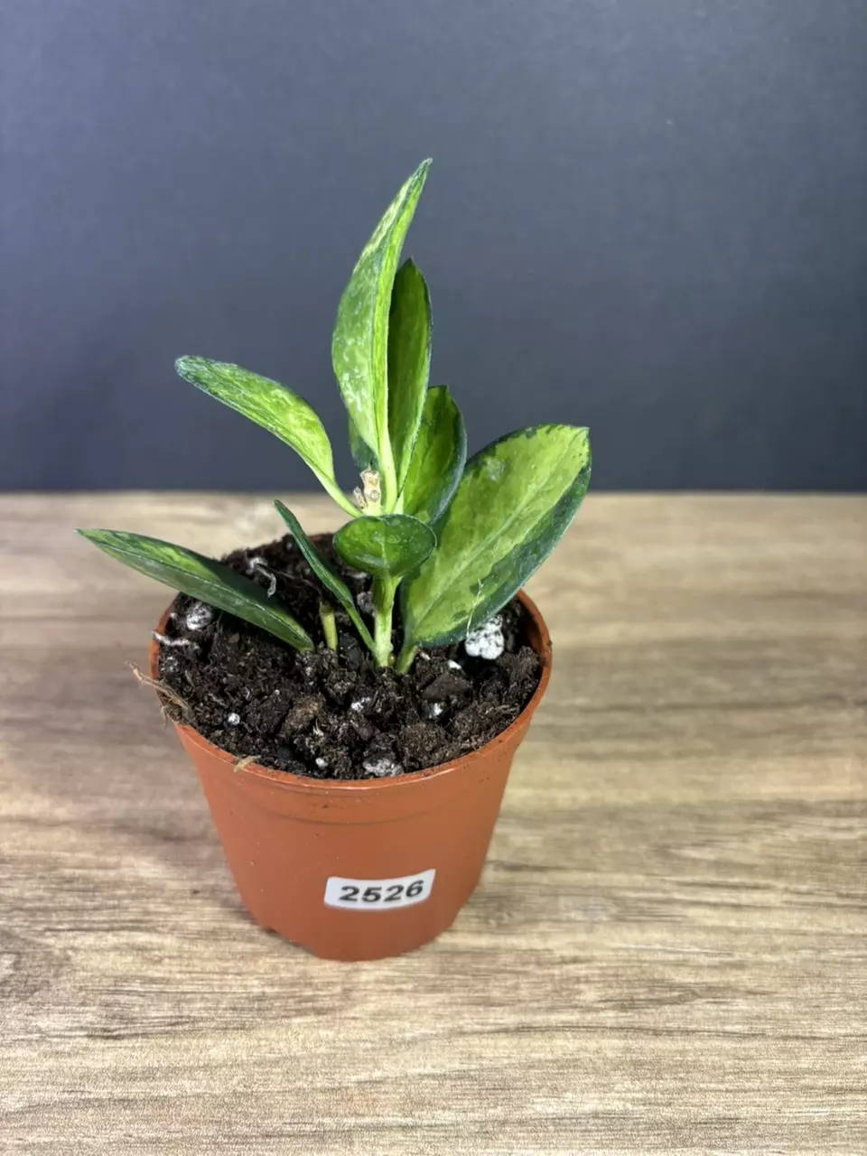 plant/Hoya Australis Lisa 4” 2526-0