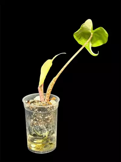 plant/Albo Stingray from Pink Momma corm grown-1-thumbnail