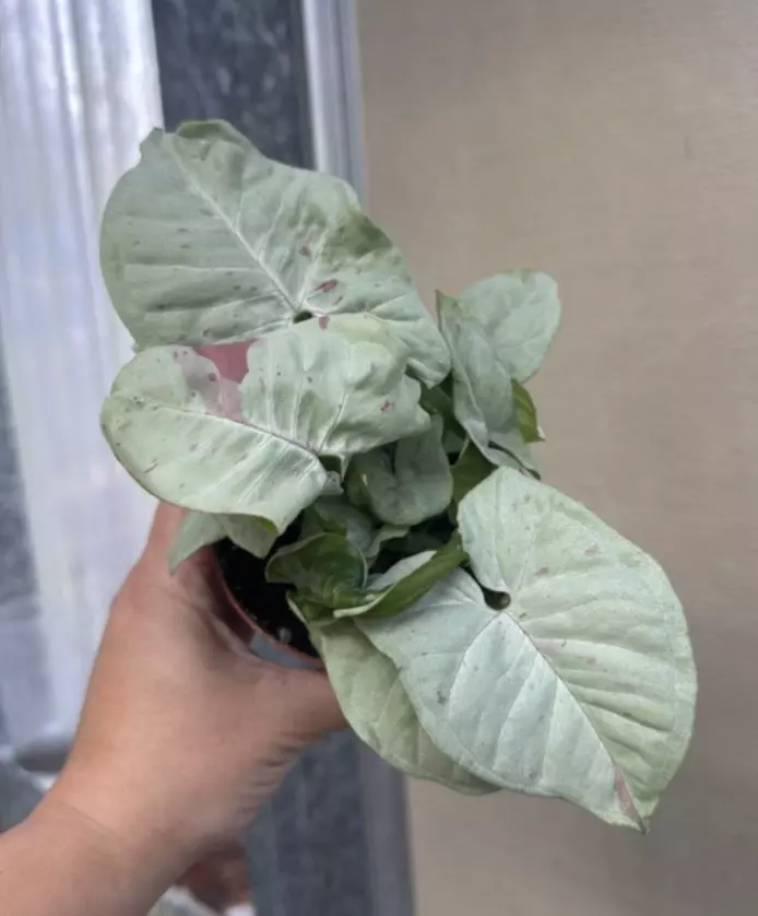 plant/Syngonium Milk Confetti 4” GC-0