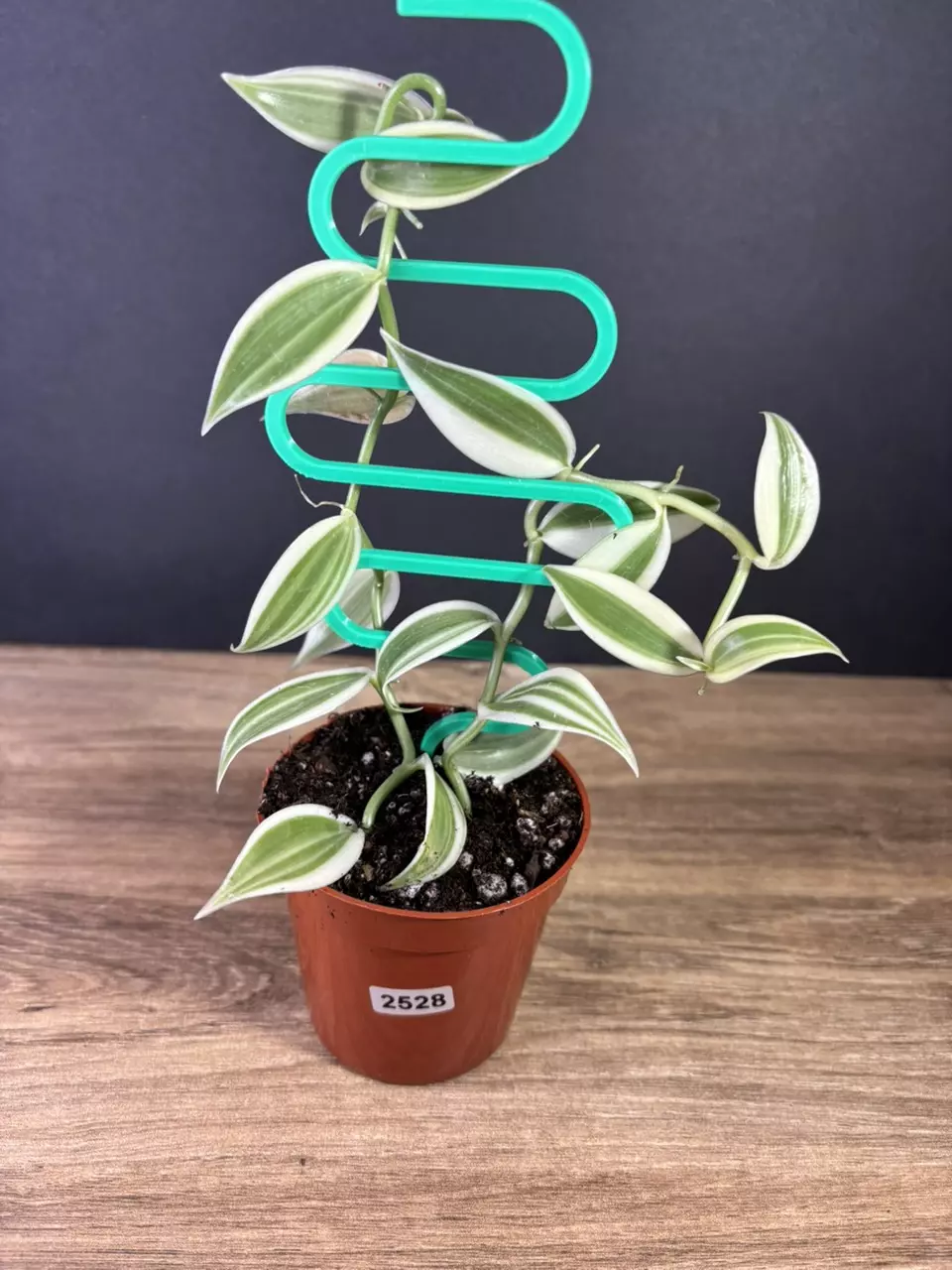 plant/Vanilla Planifolia Super Variegated 3” 2528-0
