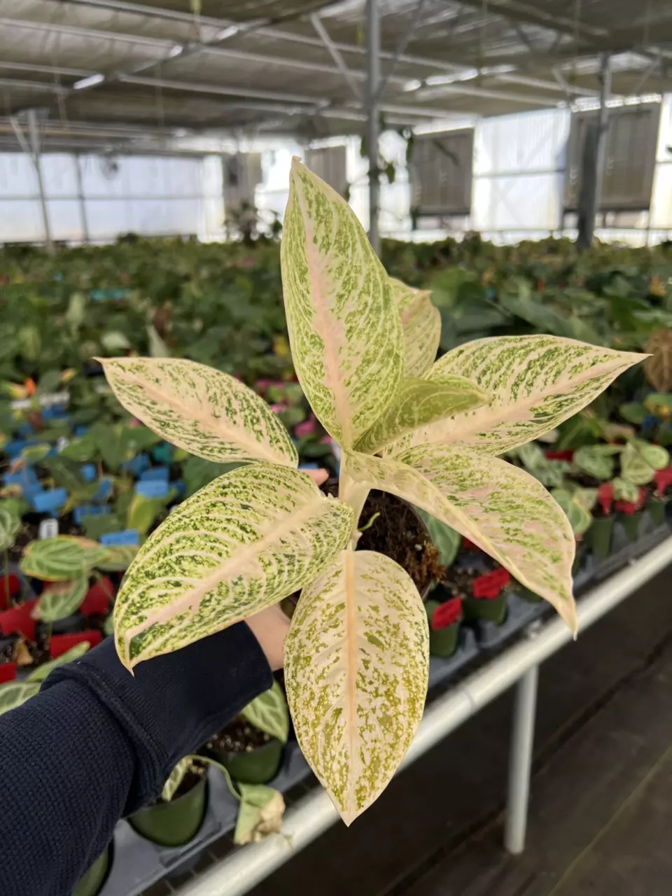 plant/Aglaonema White Legacy 4” pot Growers choice-1