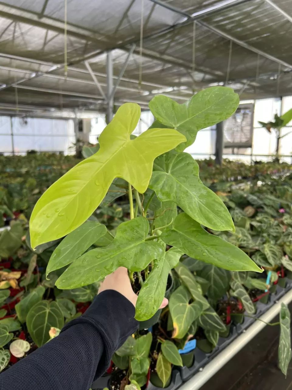 plant/Philodendron Golden Violin 4” pot Growers choice-1