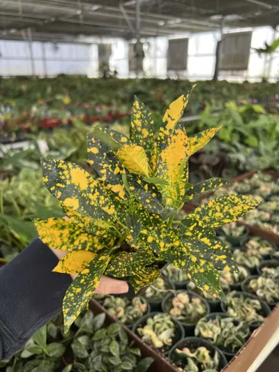 plant/Croton Gold Dust 4” pot Growers choice-6-thumbnail