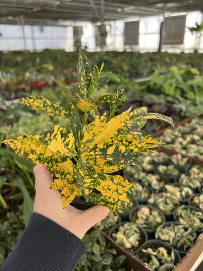 plant/Croton Gold Dust 4” pot Growers choice-0-thumbnail
