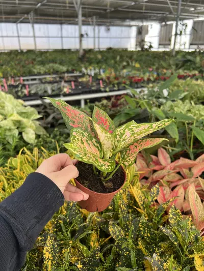 plant/Aglaonema Kumkoo 4” pot Growers choice-4-thumbnail