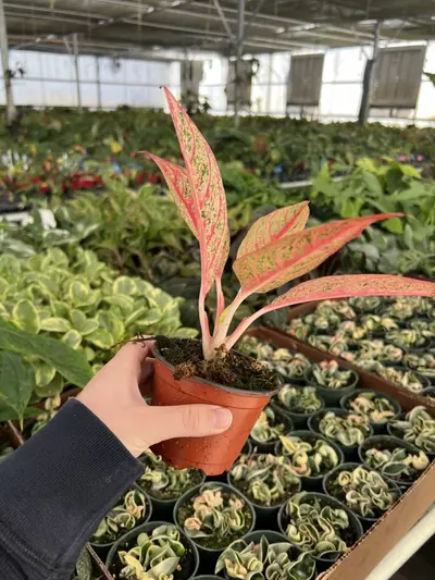 plant/Aglaonema Red Legacy 4” pot Growers choice-4-thumbnail