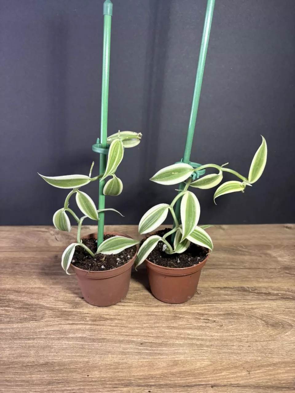 plant/Vanilla Planifolia Super Variegated 3” - grower’s choice-2