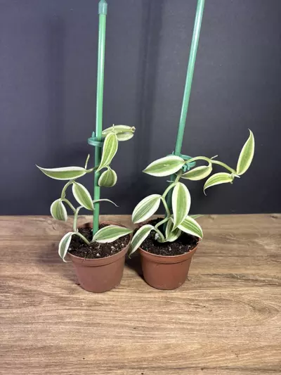 plant/Vanilla Planifolia Super Variegated 3” - grower’s choice-2-thumbnail