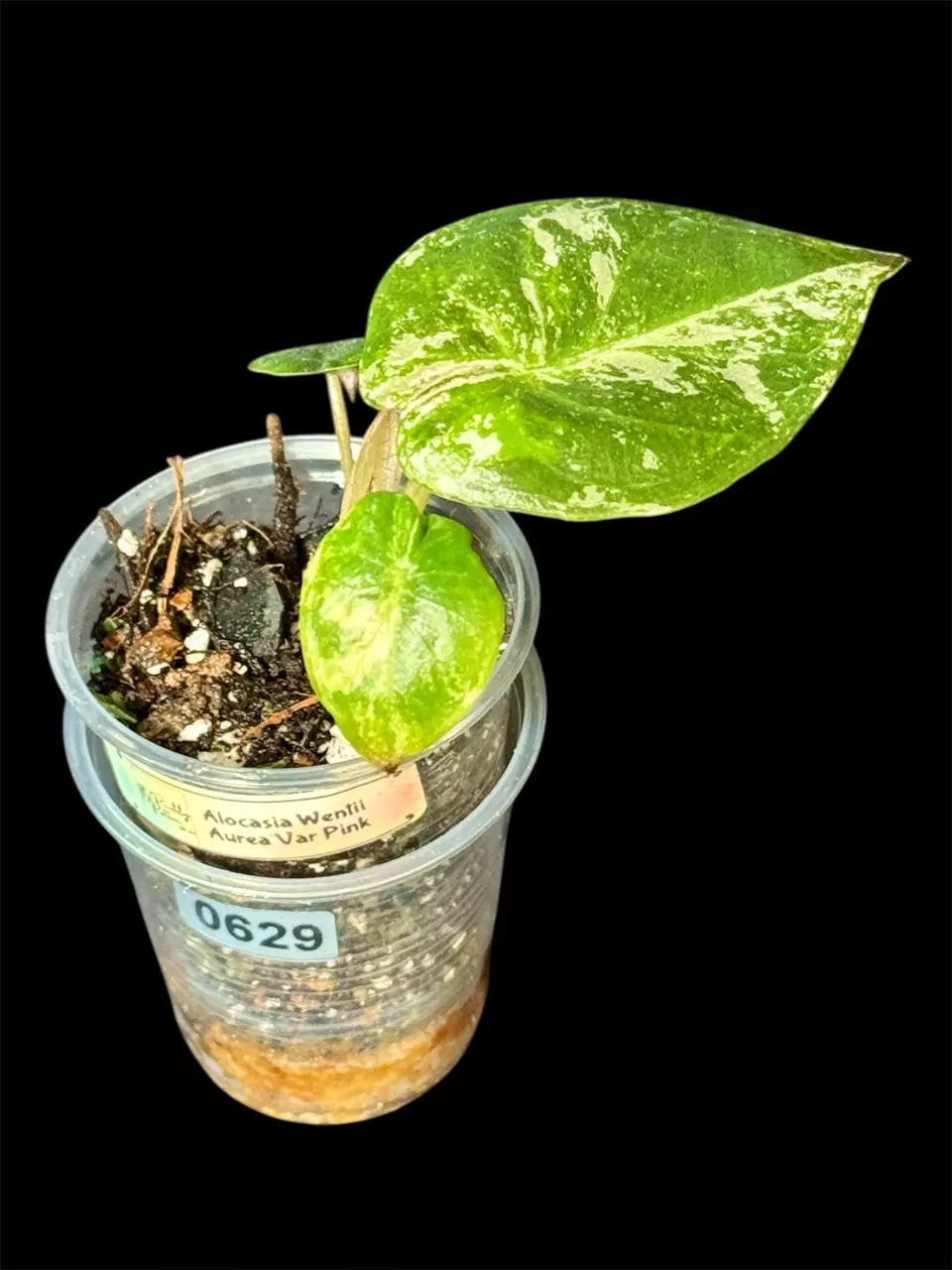 plant/629 Wentii Variegated Pink Albo Alocasia-4