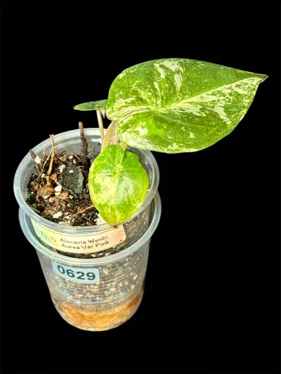 plant/629 Wentii Variegated Pink Albo Alocasia-4-thumbnail