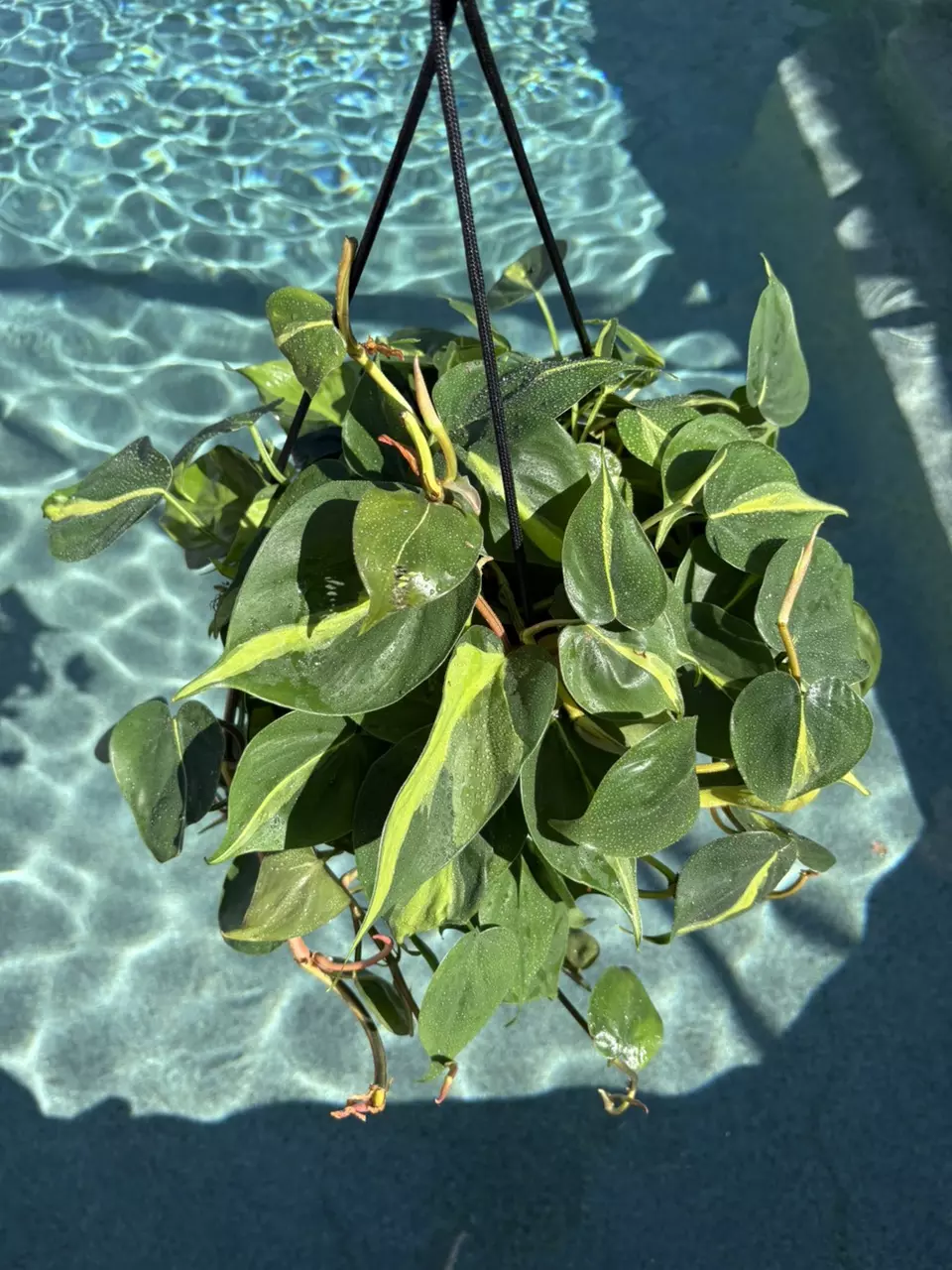 plant/Philodendron Brasil in 10” Deco HB-0