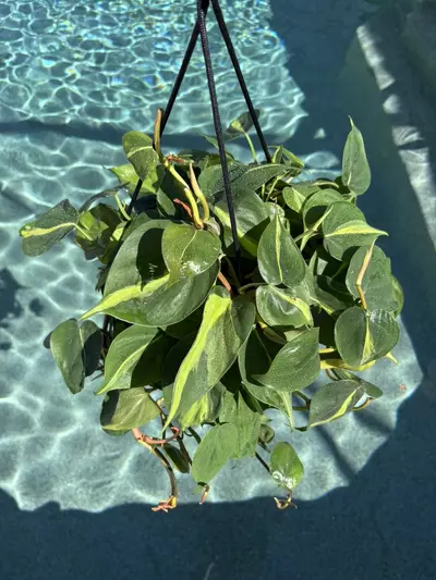 plant/Philodendron Brasil in 10” Deco HB-0-thumbnail