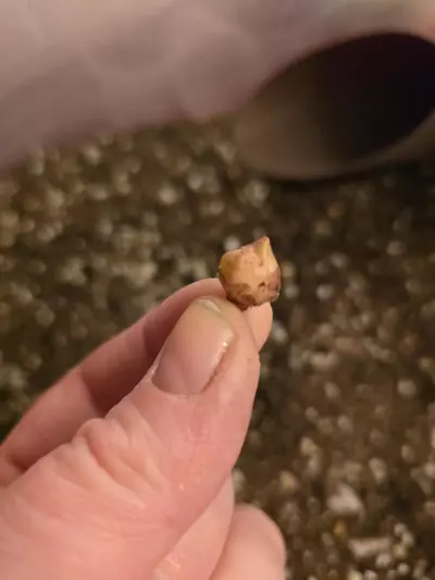 plant/One Alocasia Pink Balloon Heart Corm-3-thumbnail