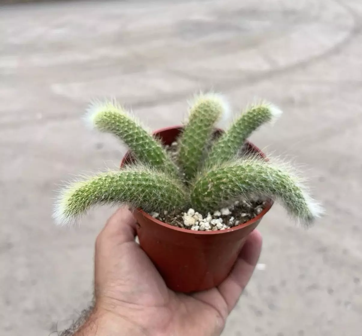 plant/Monkey Tail Cactus Plant in 4" pot (5 Tails per pot)-4
