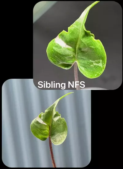 plant/Pink Albo Stingray-1-thumbnail