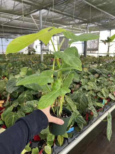 plant/Philodendron Golden Violin 4” pot Growers choice-3-thumbnail