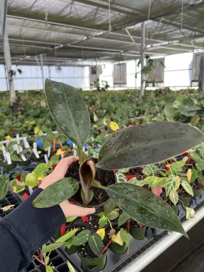plant/Philodendron Imperial Red 4” pot Growers choice-5-thumbnail