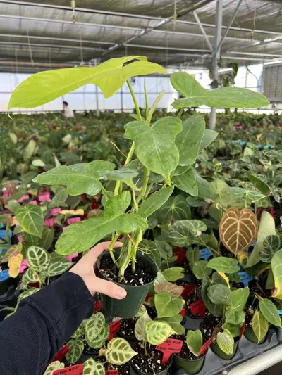 plant/Philodendron Golden Violin 4” pot Growers choice-5-thumbnail