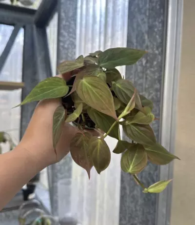 plant/Philodendron Micans 4” GC-0-thumbnail